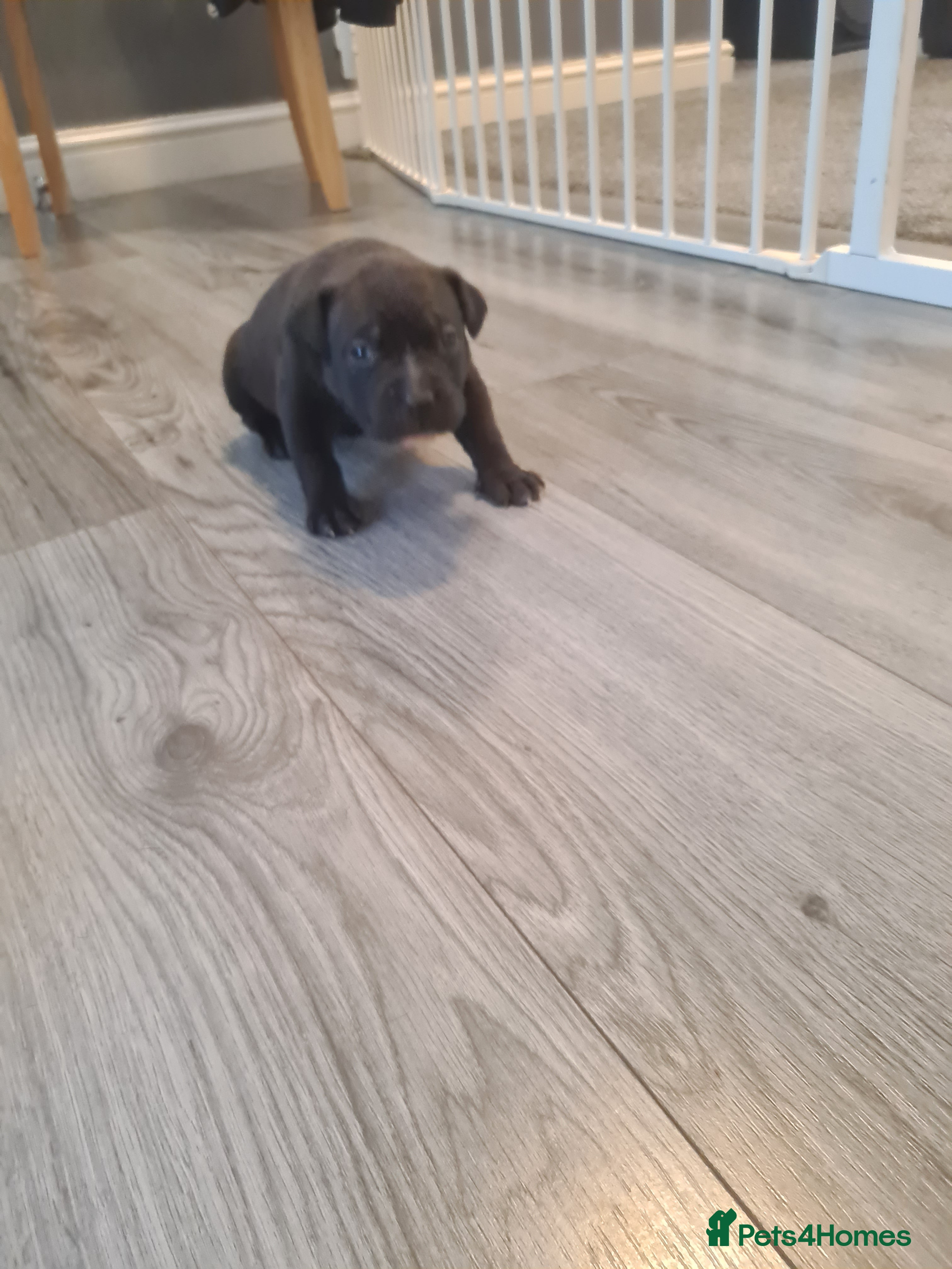 Staffordshire Bull Terrier dogs Beautiful staff female puppy - Advert 7