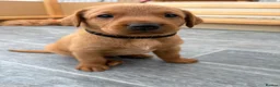 Labrador Retriever dogs for sale: Stunning Fox Red Working Labrador Retriever  in Bolton - Advert 27
