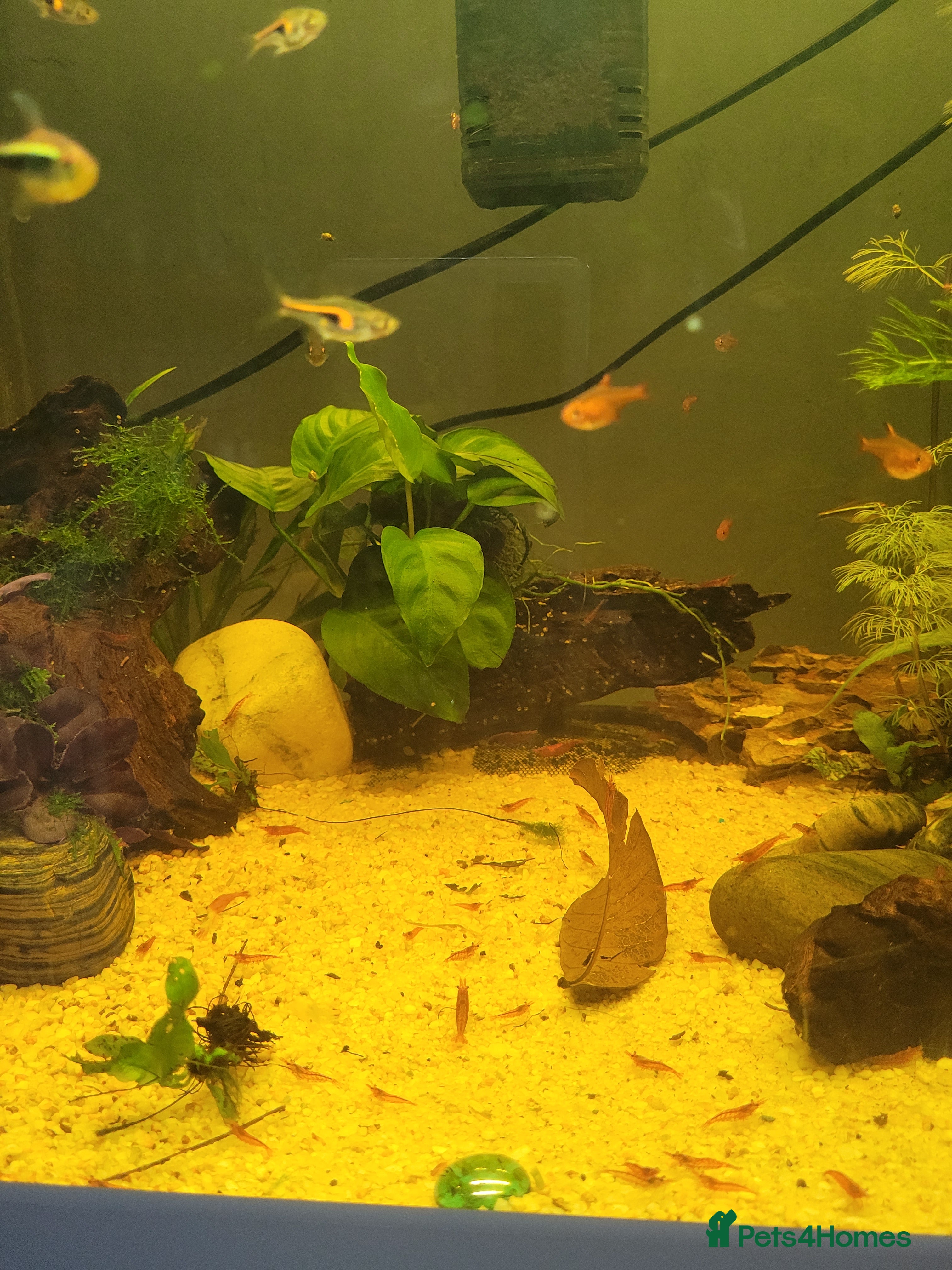 Shrimps fish Mixed age Red cherry shrimp - Advert 2