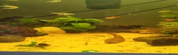 Shrimps fish for sale: Mixed age Red cherry shrimp in Redditch - Advert 1