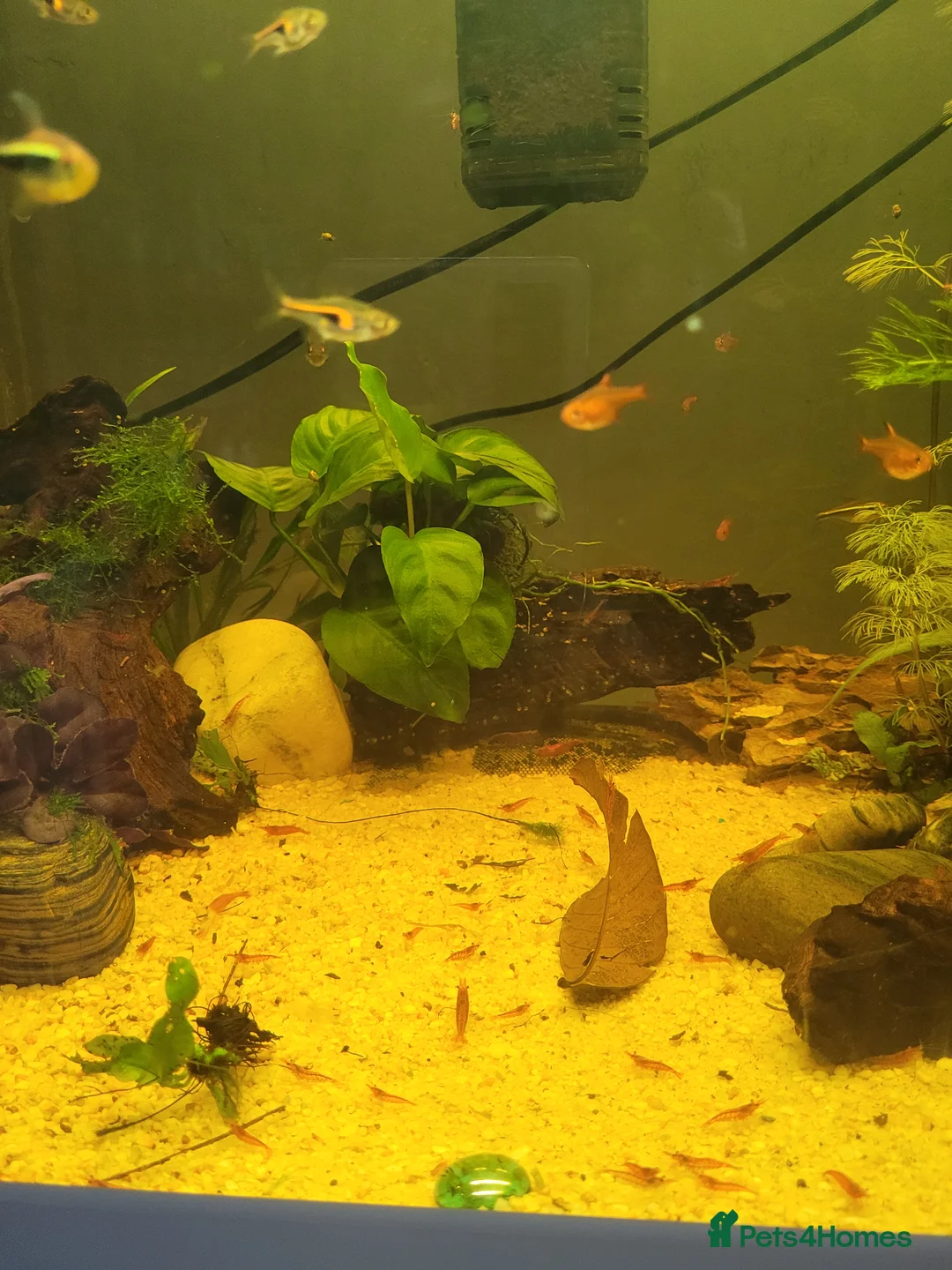 Shrimps fish for sale: Mixed age Red cherry shrimp in Redditch - Advert 1