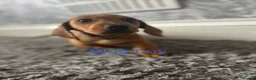 Dachshund dogs for sale: Dachshund puppies - Advert 5