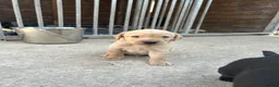 Labrador Retriever dogs for sale: Kc working Labradors  - Advert 5