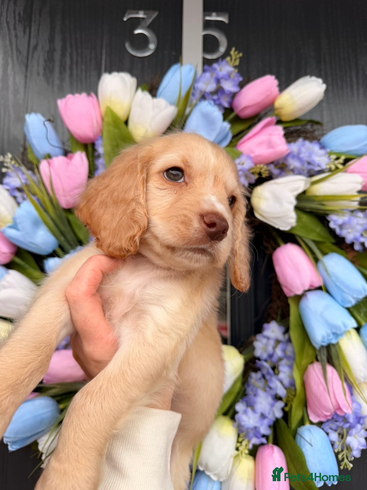 Cocker Spaniel dogs Golden cocker spaniel pup.  - Advert 1