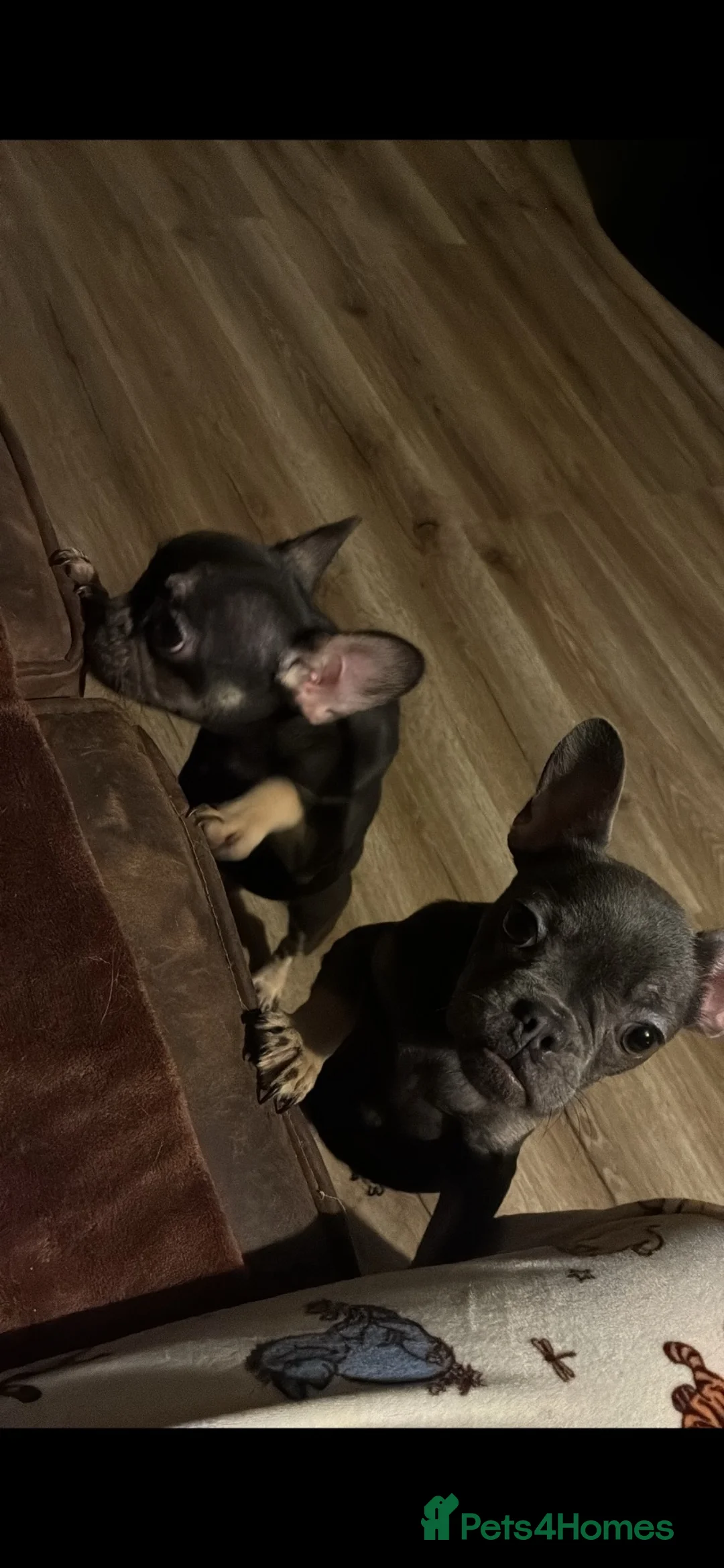 French Bulldog dogs for sale: 2 pedigree french bulldog girls  in Birmingham - Advert 2