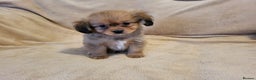 Mixed Breed dogs for sale: Cavalier king charles x pomeranian  - Advert 7