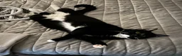 Domestic Shorthair cats for sale: Maja–4yo Cat Looking for an Elderly Companion - Advert 7
