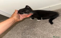 Mixed Breed cats for sale: 2 Kittens - Image 8