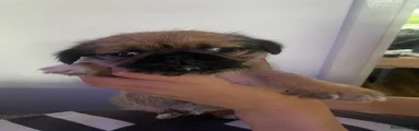 Mixed Breed 2