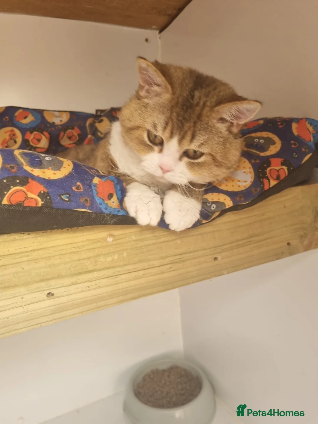 Selkirk Rex cats for sale: Stunning dual registered selkirk rex curly. - Advert 9