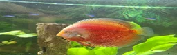 Discus fish for sale: Discus and tropical fish in Pembroke Dock - Advert 2