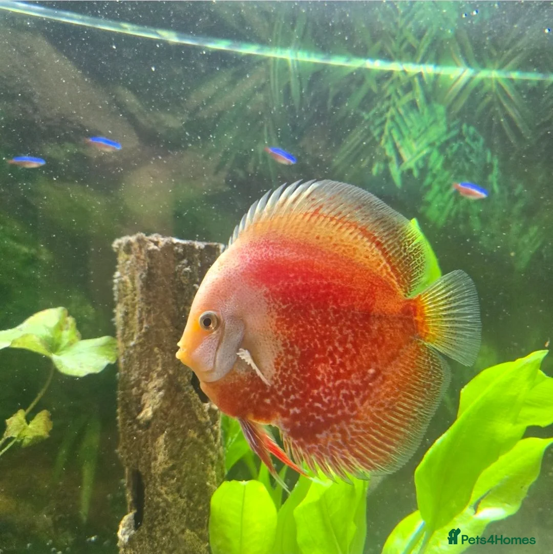 Discus fish for sale: Discus and tropical fish in Pembroke Dock - Advert 2