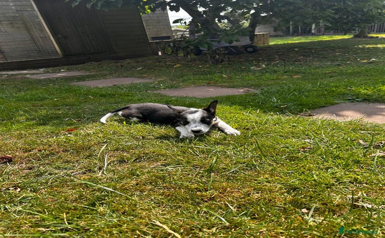 Border Collie dogs - Advert 3