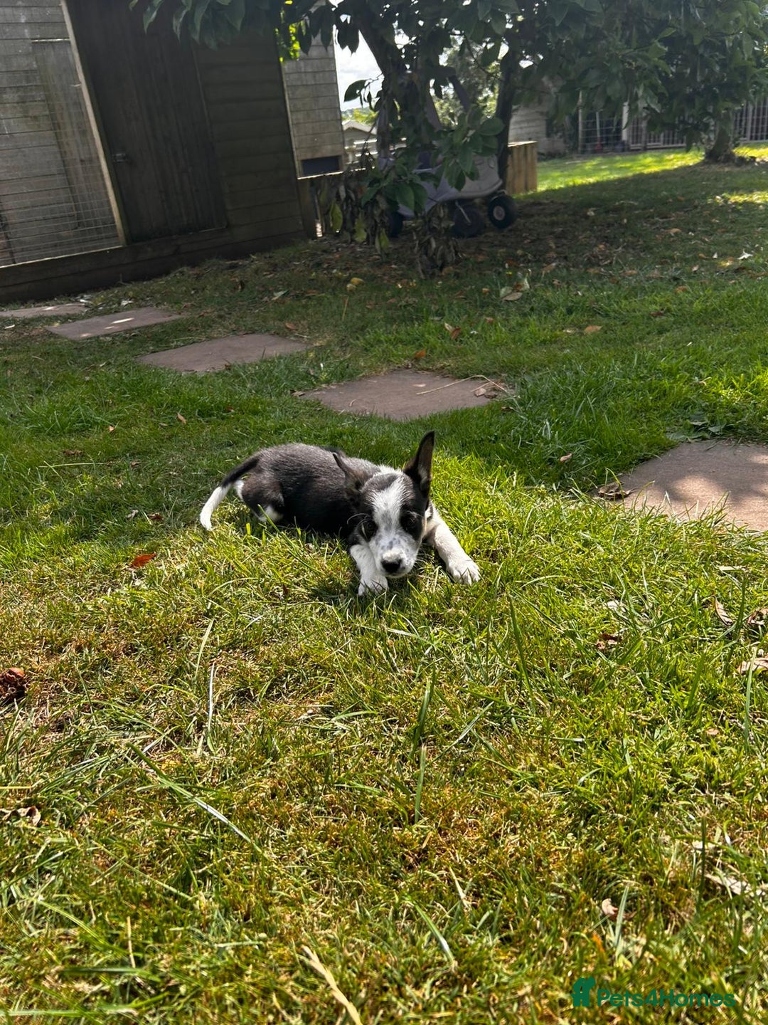 Border Collie dogs for sale: Tri coloured border collie pups - Image 1