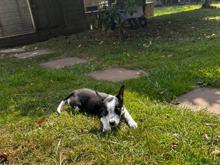 Border Collie dogs - Advert 30