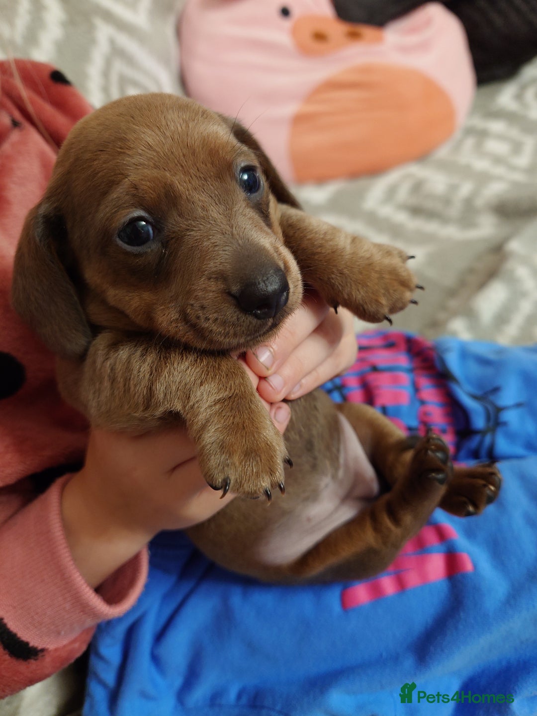 Miniature Dachshund dogs for sale: Beautiful girl, miniature dachshund  - Advert 3