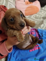 Miniature Dachshund dogs Beautiful girl, miniature dachshund - Advert 1