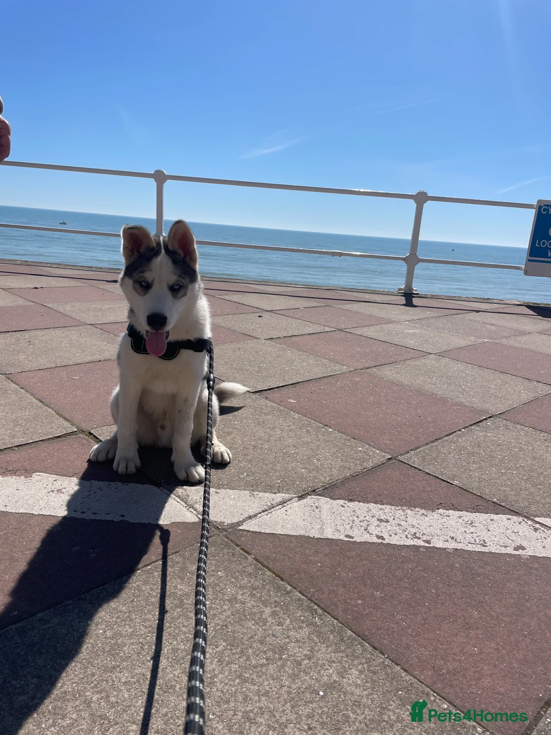 Siberian Husky dogs for sale: Siberian Husky Puppy Boy in Hastings - Advert 5