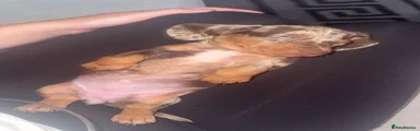 Dachshund 1