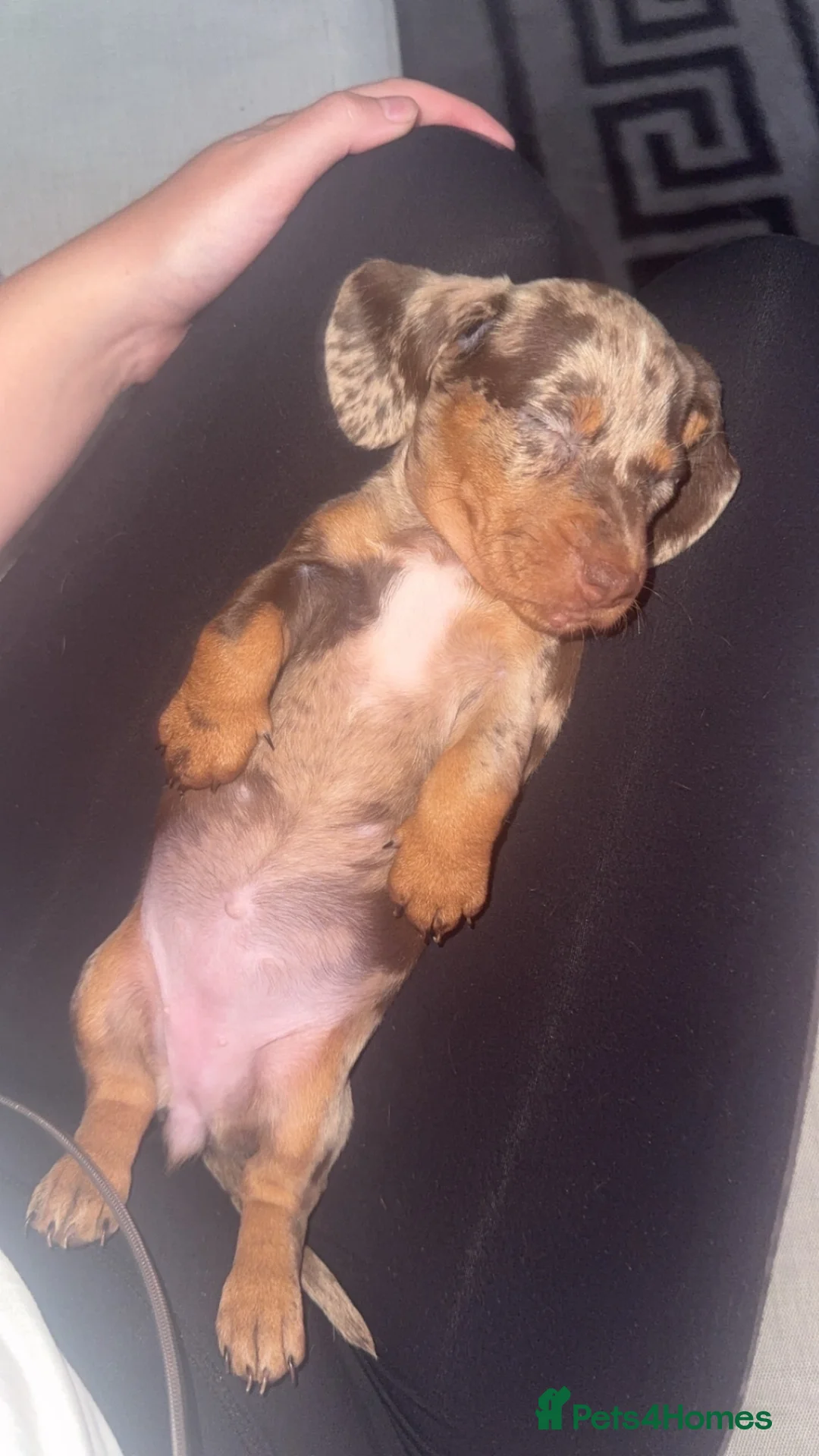 Dachshund dogs for sale: My girl Diora  - Advert 2