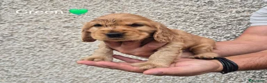 Cocker Spaniel 3