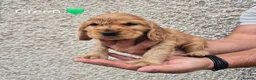Cocker Spaniel dogs for sale: Cocker spaniel puppies  - Advert 8