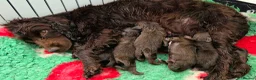 Cocker Spaniel dogs for sale: 6 CHOCOLATE KC WORKING TYPE COCKER SPANIEL - Advert 18