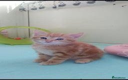 Exotic cats for sale:  3 Kittens - Image 6