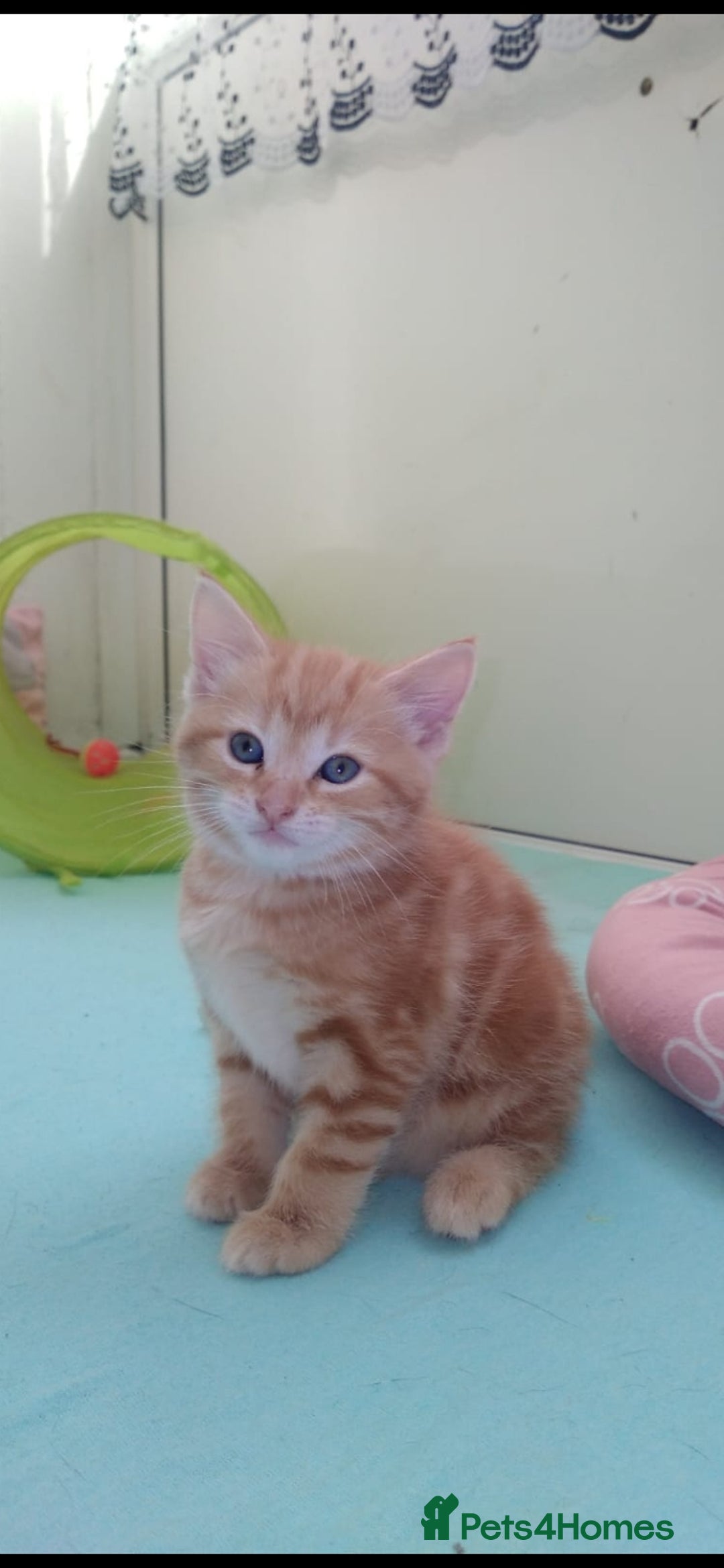 Exotic cats for sale:  3 Kittens - Image 6