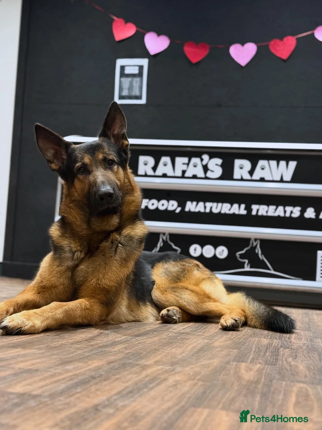 German Shepherd dogs for stud: Handsome GSD "Rafa" - 1st Time Stud. 📍Northwest - Advert 2