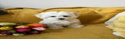 Maltese dogs for sale: Last KC Maltese female champion bloodline  - Advert 3