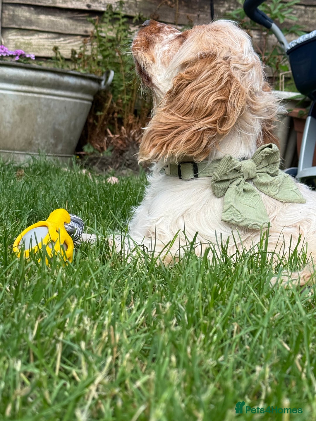 Cocker Spaniel dogs for sale: Beautiful Orange Roan Show Cocker Spaniel 10 Month - Advert 3