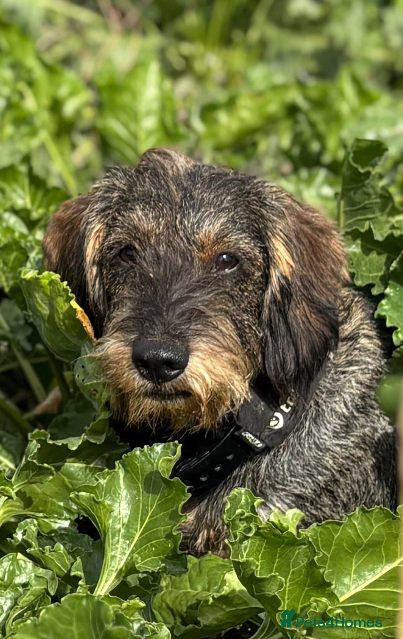 Dachshund dogs Standard Wire haired dachshund/teckel  - Advert 3