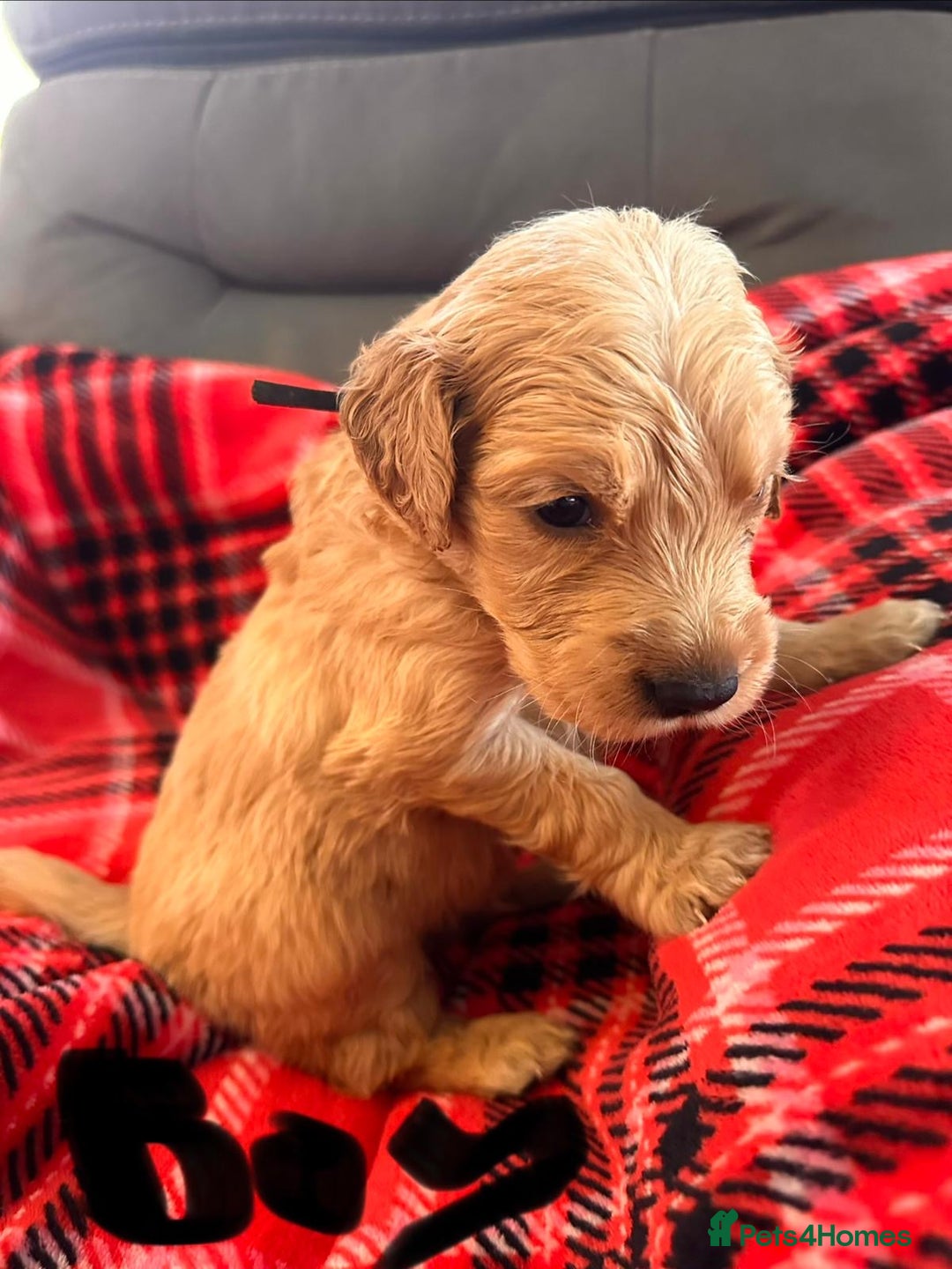 Golden Retriever dogs for sale: beautiful KC GR READY 23/12/25 - Advert 8