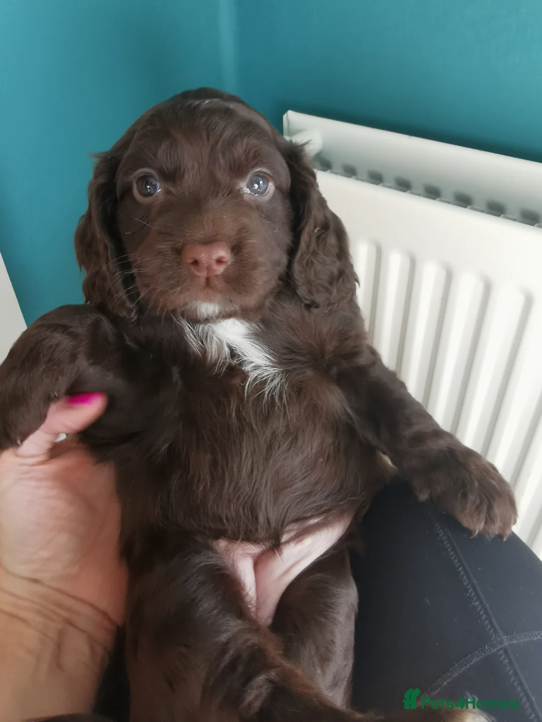 Cocker Spaniel dogs for sale: FTCH Pedigree Working Cocker Spaniels  - Advert 13