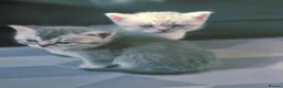 Scottish Fold cats for sale: Scottish Fold/ Straight kittens  in Ripon - Advert 29