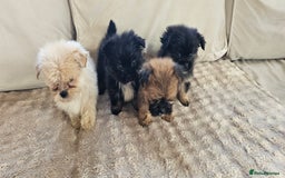 Pomeranian dogs for sale: Pomeranian puppies - Image 10