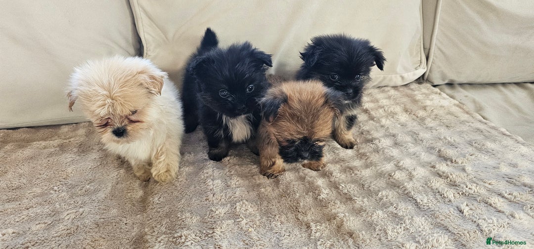 Pomeranian dogs for sale: Pomeranian puppies - Image 10