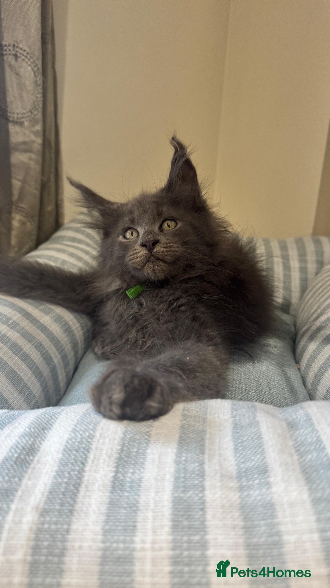 Maine Coon cats GCCF Rarely Available Mackerel Russian Bloodlines  - Advert 4