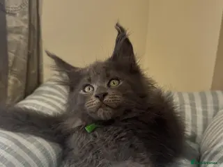 Maine Coon cats GCCF Rarely Available Mackerel Russian Bloodlines - Advert 4
