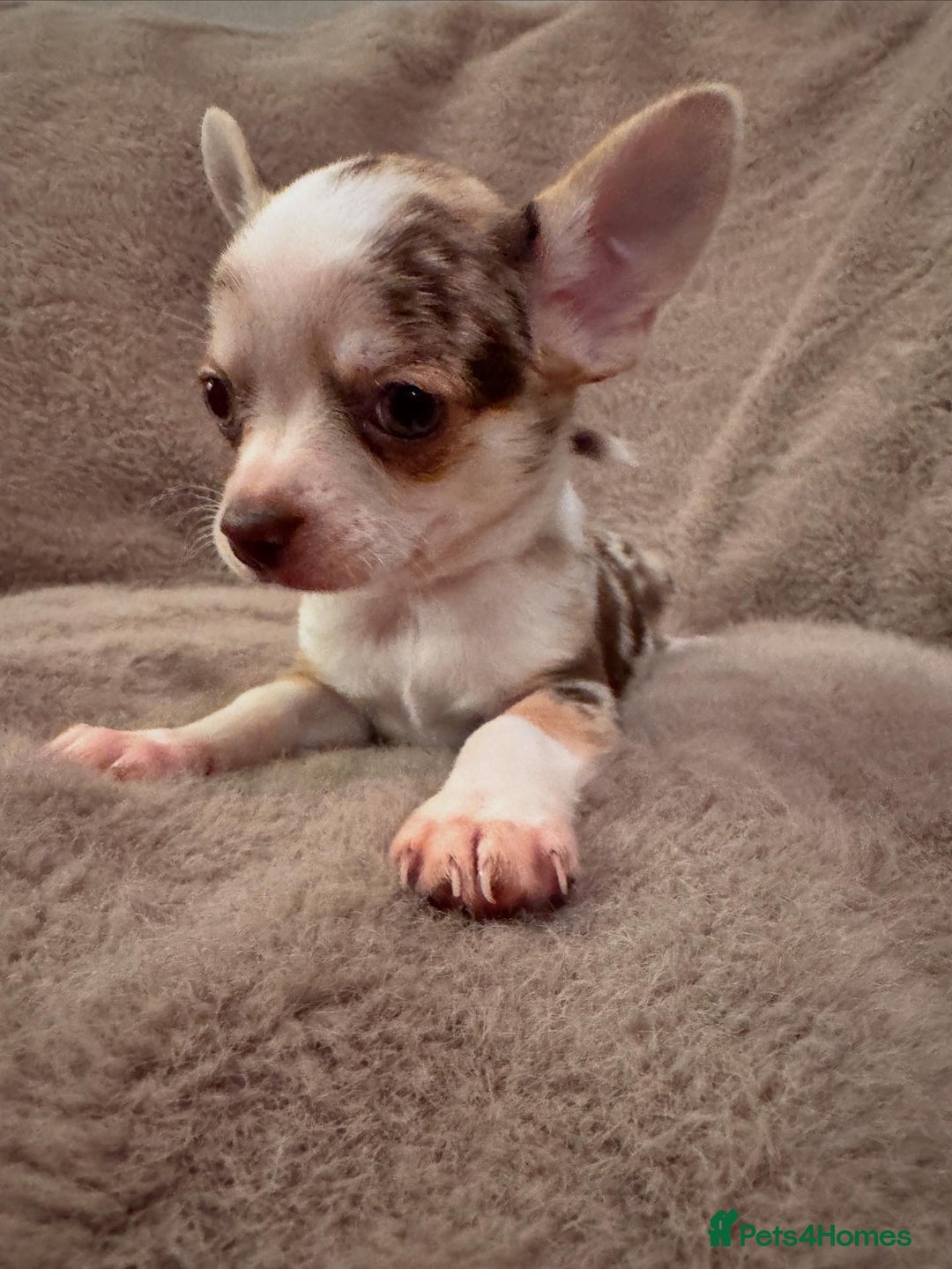 Chihuahua dogs for sale: 🌸🐶 Chihuhua Puppies 🐶🌸 - Image 8