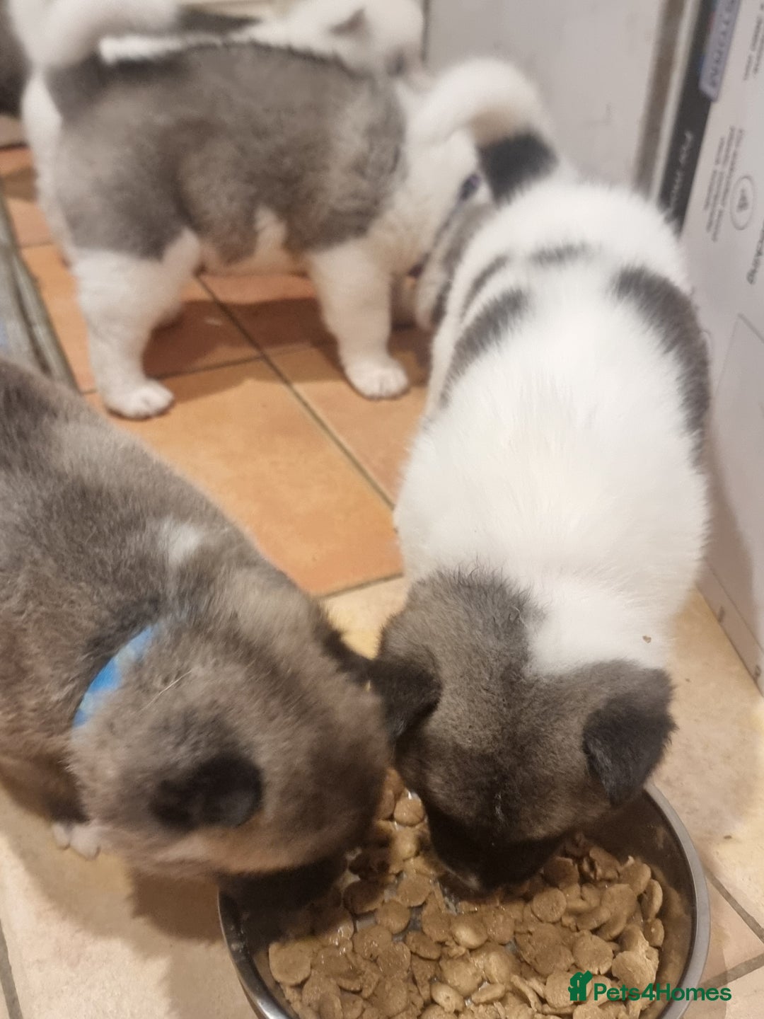 Akita dogs for sale: Akita puppies ready 7th December - Advert 21