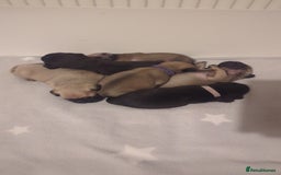 Pug dogs for sale: Pug puppies  - Image 19