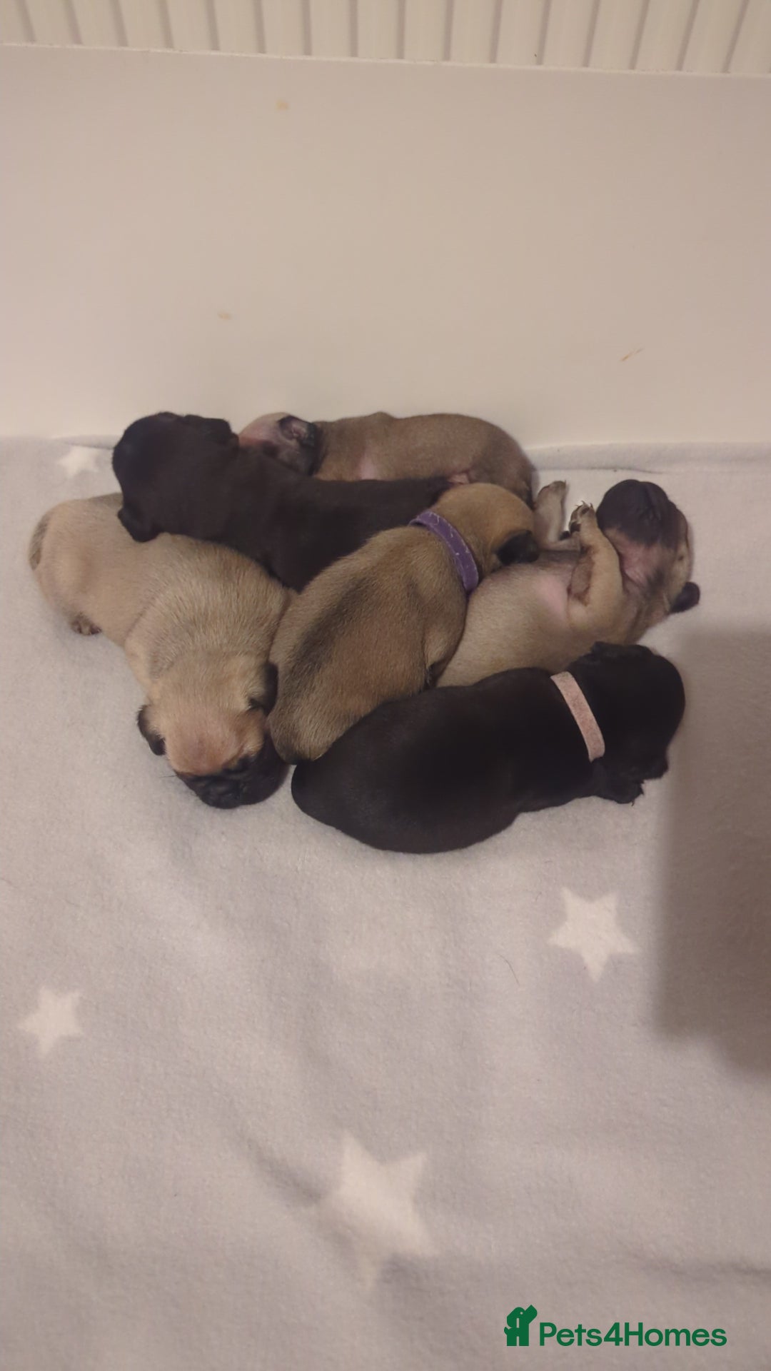 Pug dogs for sale: Pug puppies  - Image 19