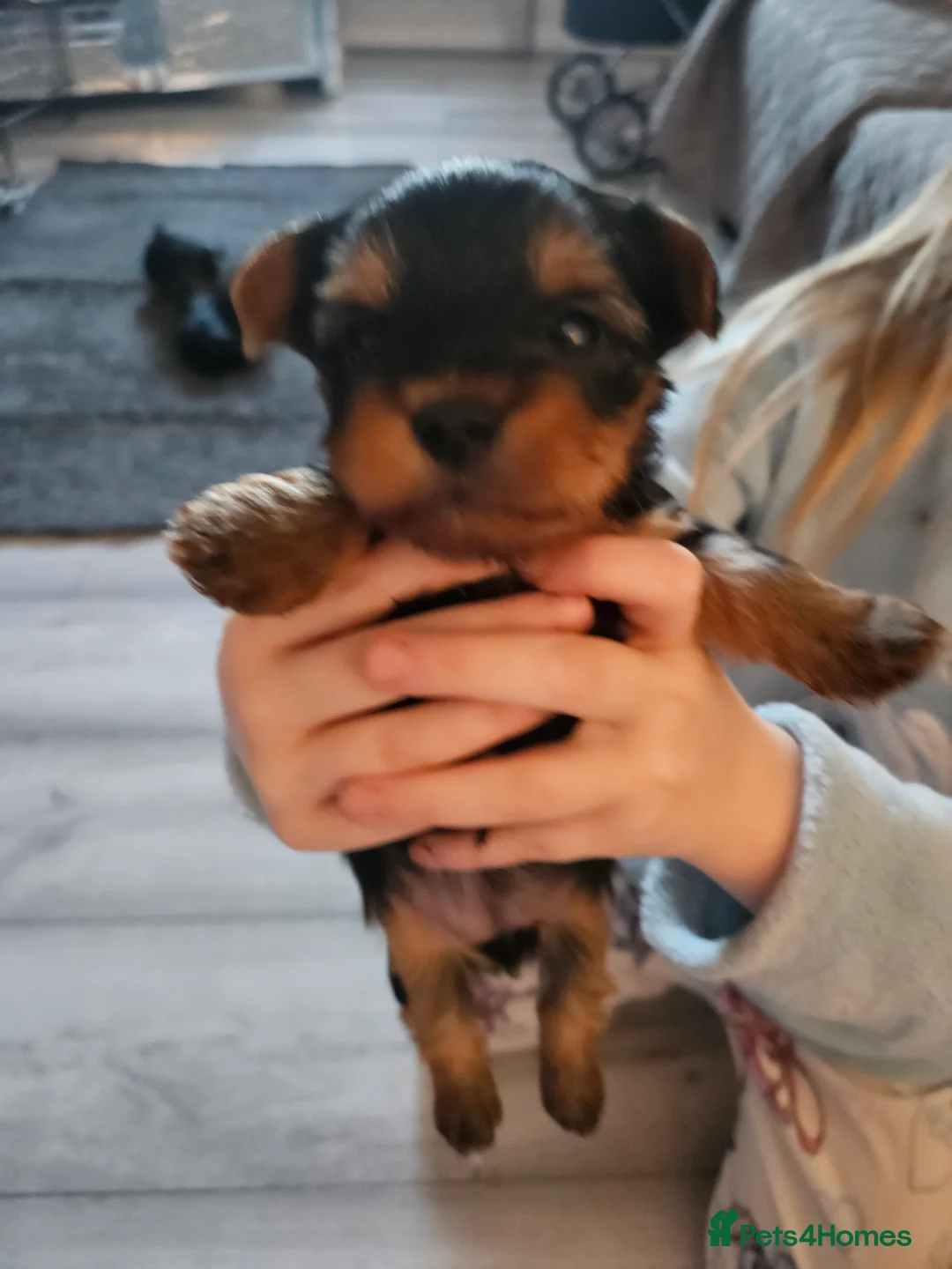 Yorkshire Terrier dogs for sale: yorkshire Terrior pups - Advert 4