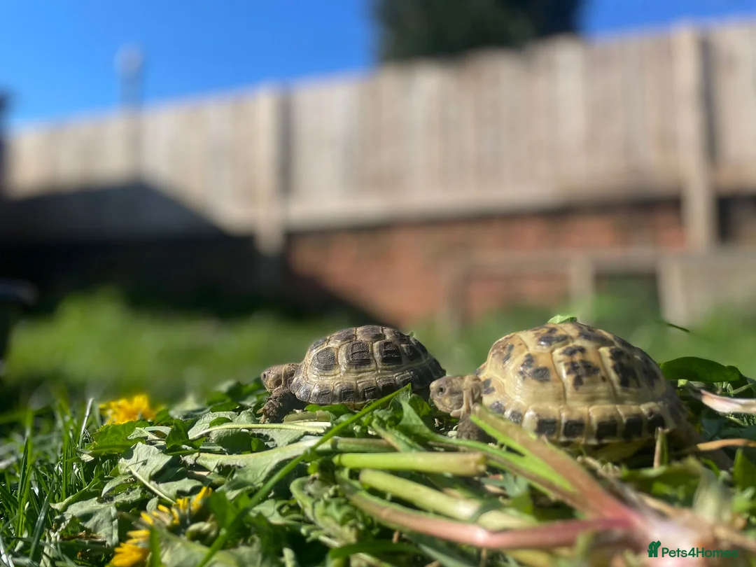 Tortoise reptiles for sale: Beautiful Baby Tortoises & Full Set Ups - Advert 2