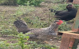 Chickens poultry for sale: Laying hens for sale - Image 5