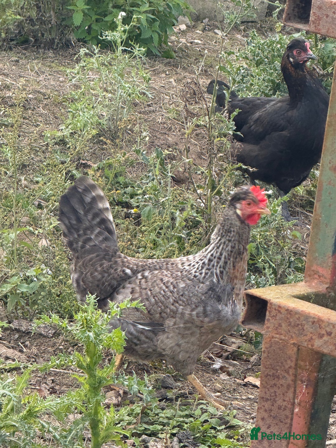 Chickens poultry for sale: Laying hens for sale - Image 5