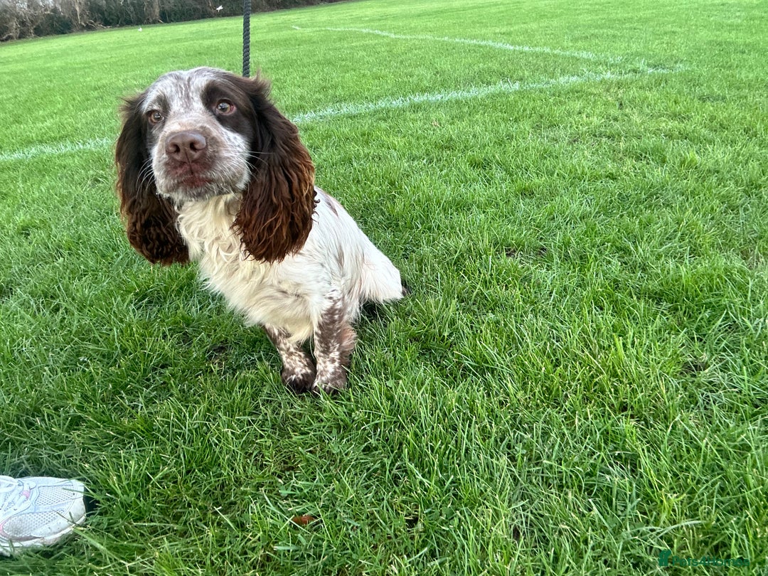 Cocker Spaniel dogs for sale: 1 kc cocker spaniel Bracken available  - Advert 8