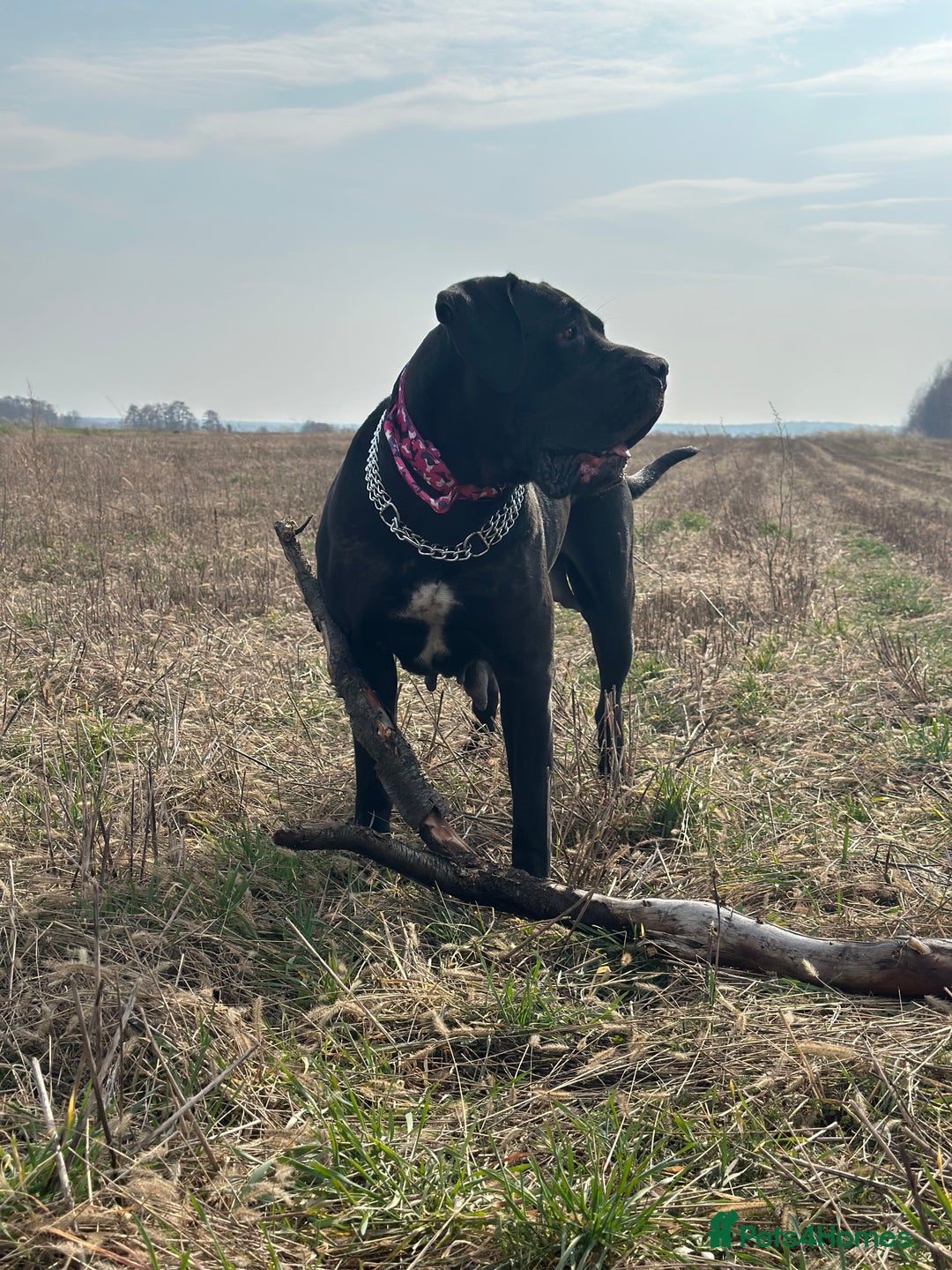 Cane Corso dogs for sale: Full bloodline Cane Corso Italiano FCI - Advert 21